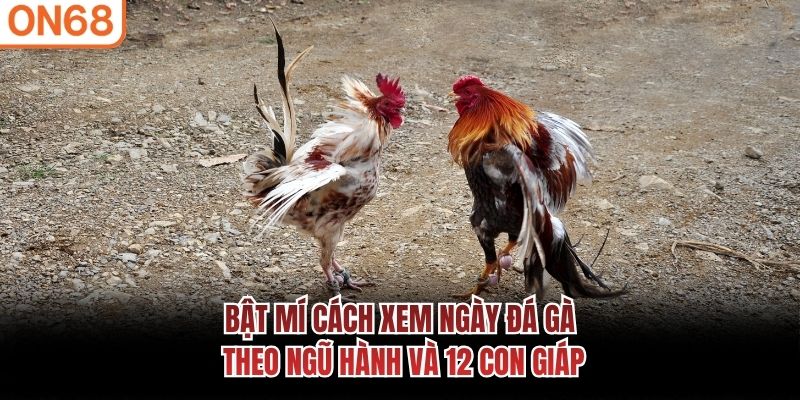 Bật mí cách xem ngày đá gà theo ngũ hành và 12 con giáp
