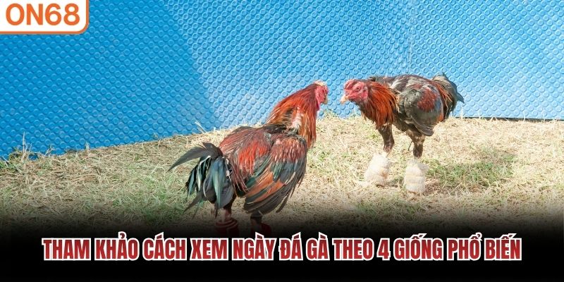 Tham khảo cách xem ngày đá gà theo 4 giống phổ biến